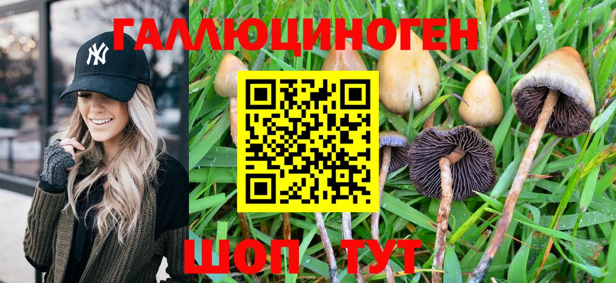 Звенигород  Псилоцибиновые грибы Psilocybine cubensis  Вход с VPN 